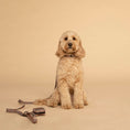 Load image into Gallery viewer, Dog Collar┃Vanilla Latte