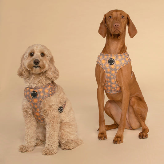 Adjustable Dog Harness┃                  Tangerine Sun