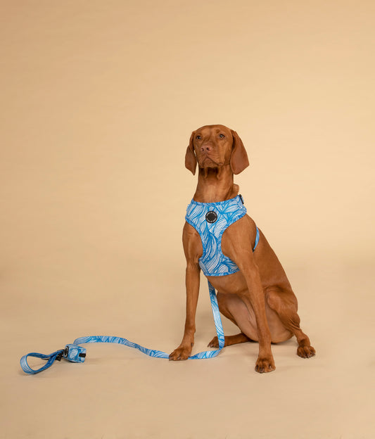 Adjustable Dog Harness┃Blue Tropicana
