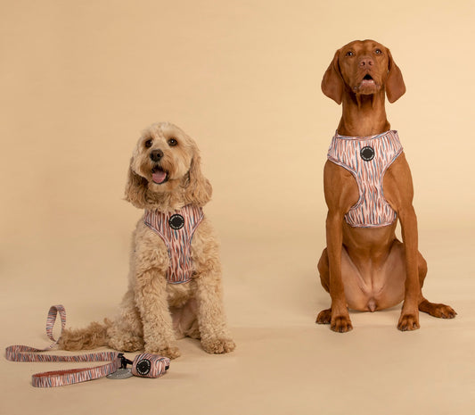 Adjustable Dog Harness┃Sunday Stripes