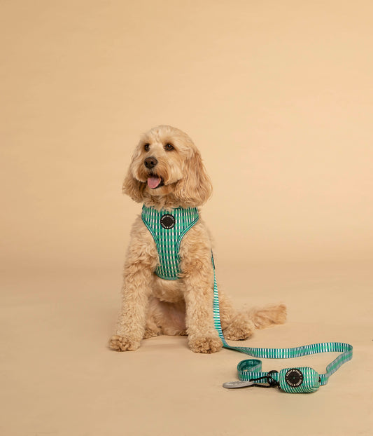 Dog Lead┃Little Jungle