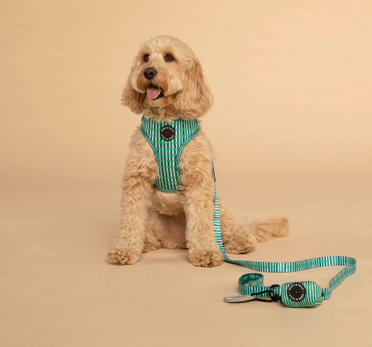Adjustable Dog Harness┃Little Jungle