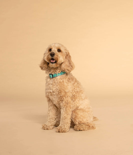 Dog Collar┃Little Jungle