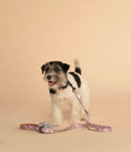 Load image into Gallery viewer, Dog Collar┃Sunday Stripes
