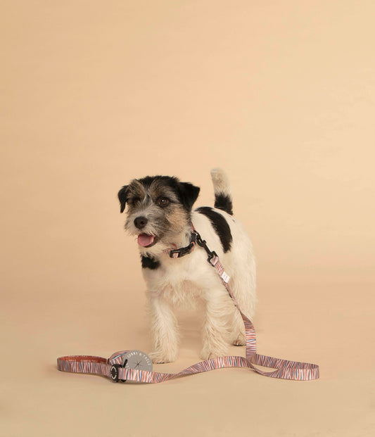 Dog Collar┃Sunday Stripes