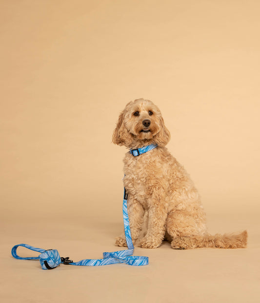 Dog Collar┃Blue Tropicana