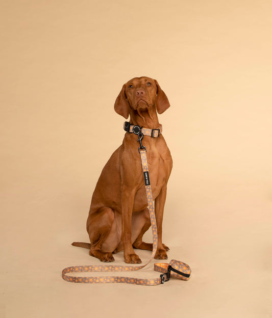 Dog Collar┃    Tangerine Sun
