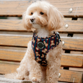 Load image into Gallery viewer, Adjustable Dog Harness┃       Jolly Teddy

