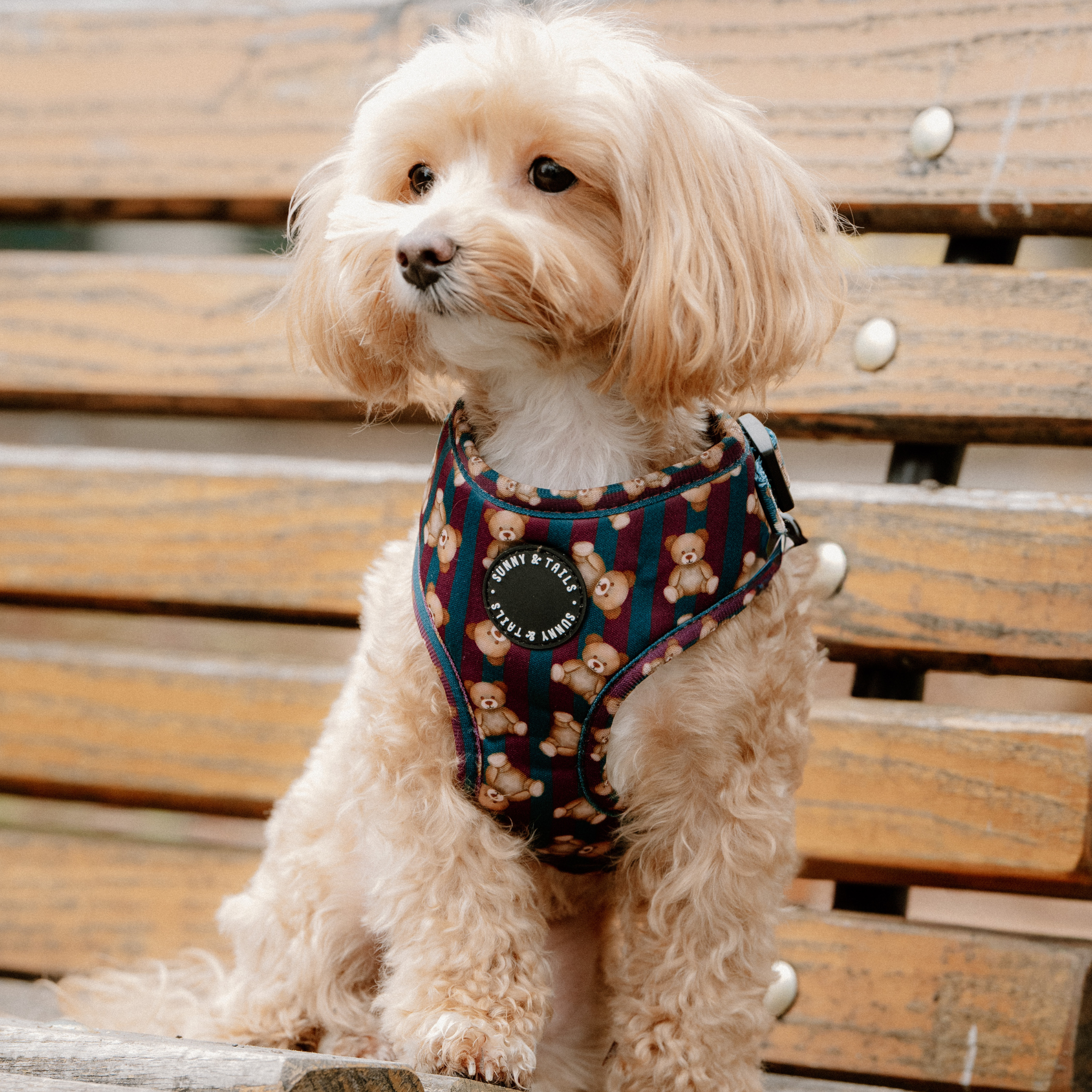 Adjustable Dog Harness┃       Jolly Teddy