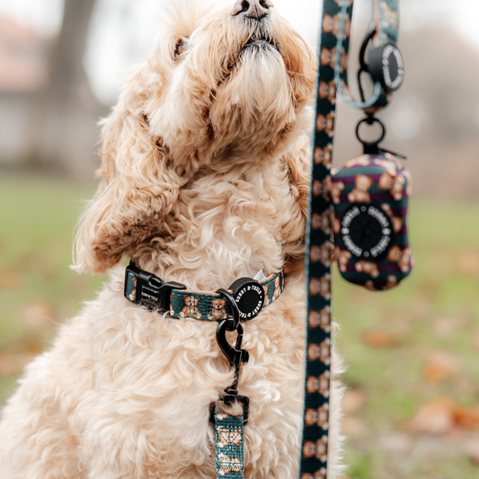 Dog Lead┃Jolly Teddy