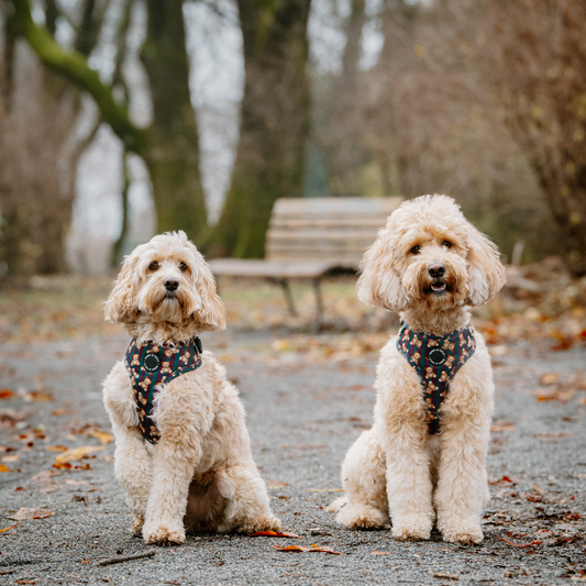 Adjustable Dog Harness┃       Jolly Teddy