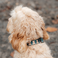 Load image into Gallery viewer, Dog Collar┃    Jolly Teddy
