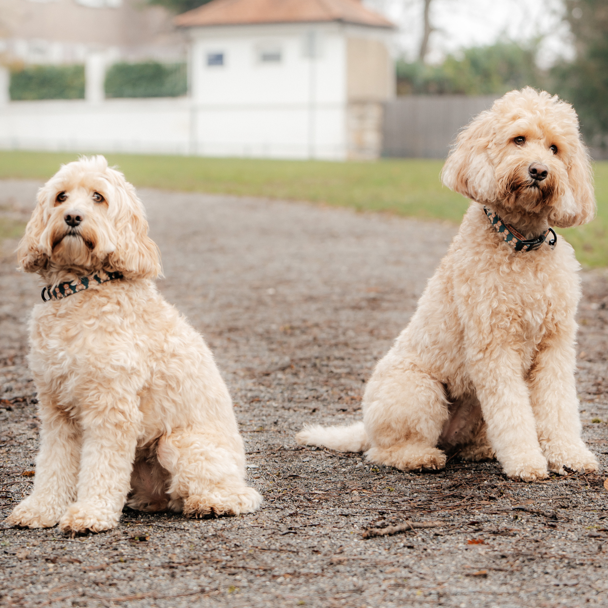 Dog Collar┃    Jolly Teddy