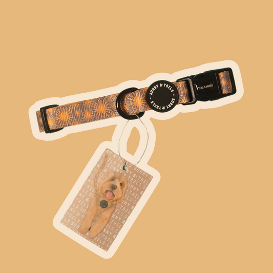 Dog Collar┃    Tangerine Sun